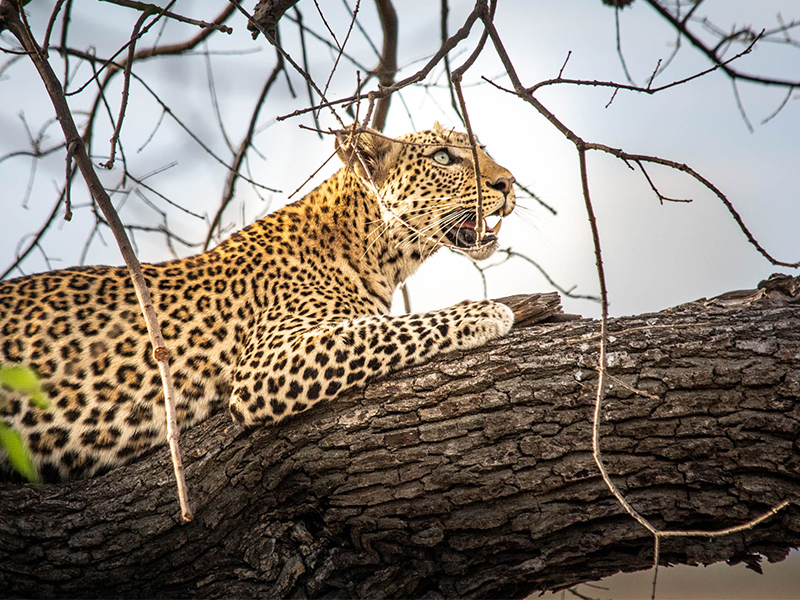 Botswana Chobe