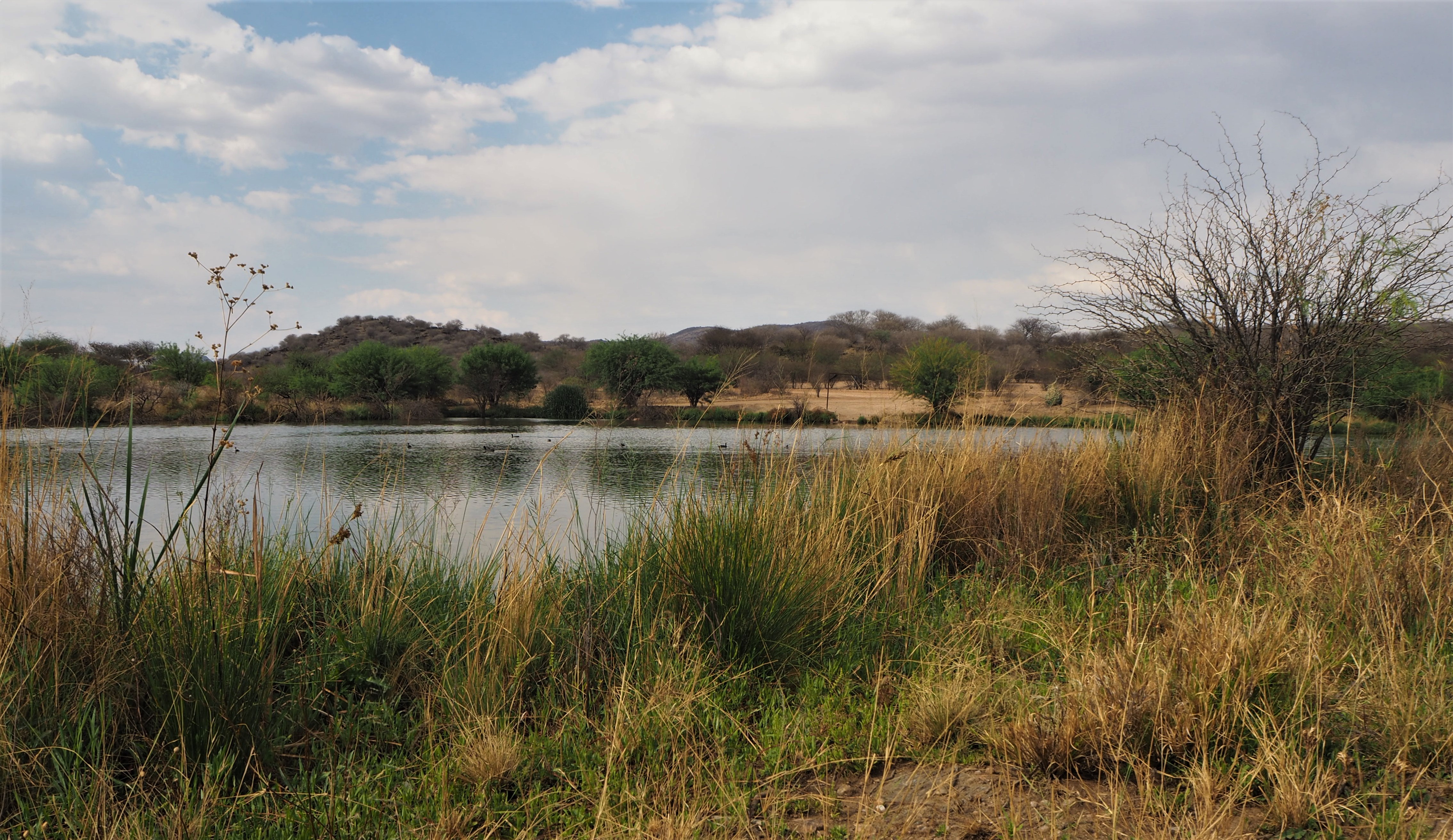 African bush in the suburbs of Windhoek