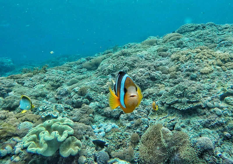 bali snorkel