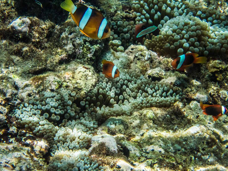 clownfish snorkel