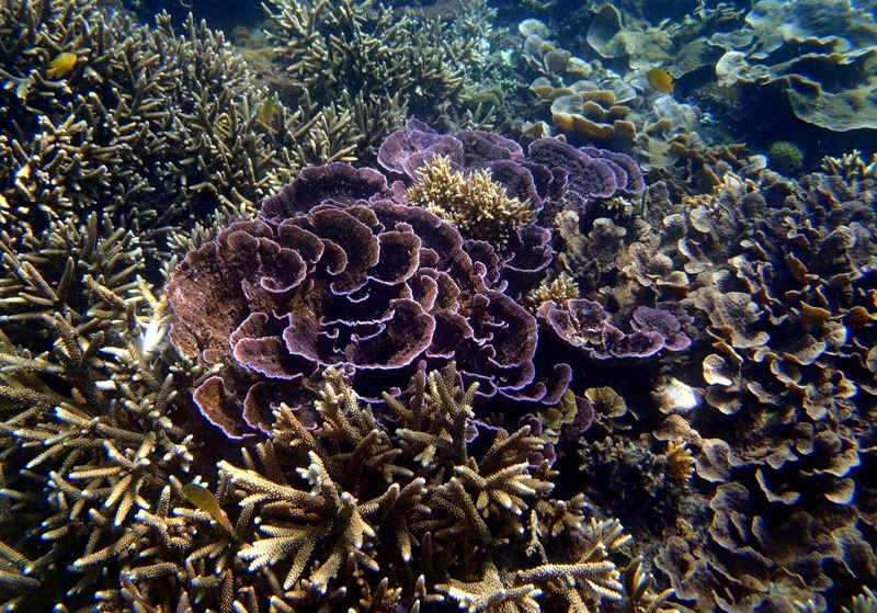coral garden bali