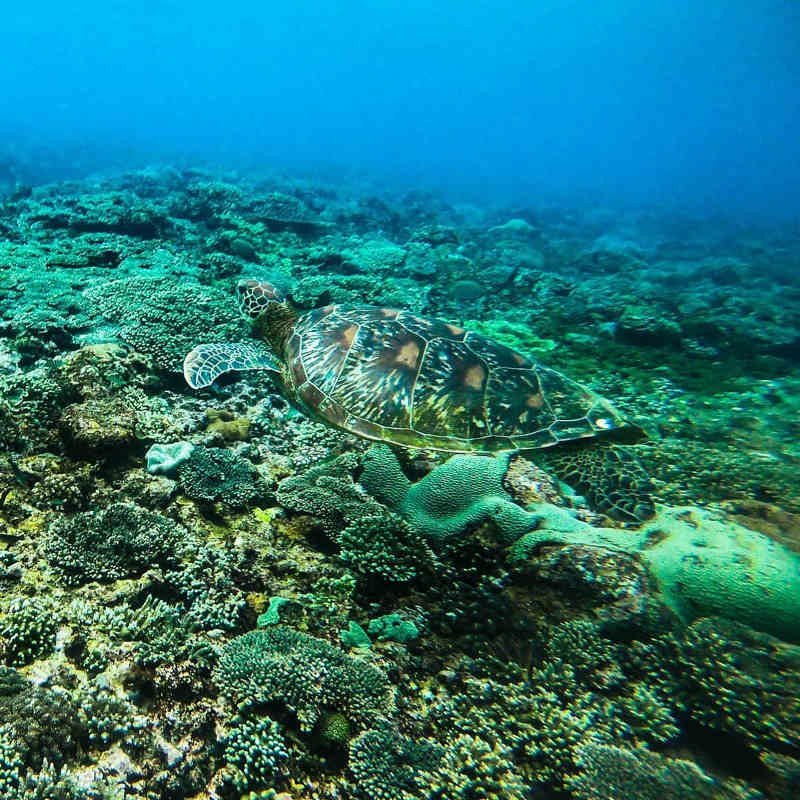 snorkel with turtles