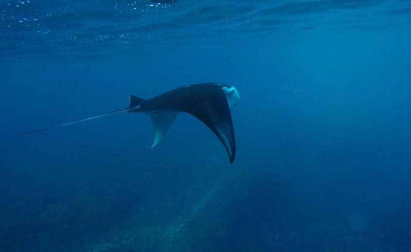 snorkelling with manta rays