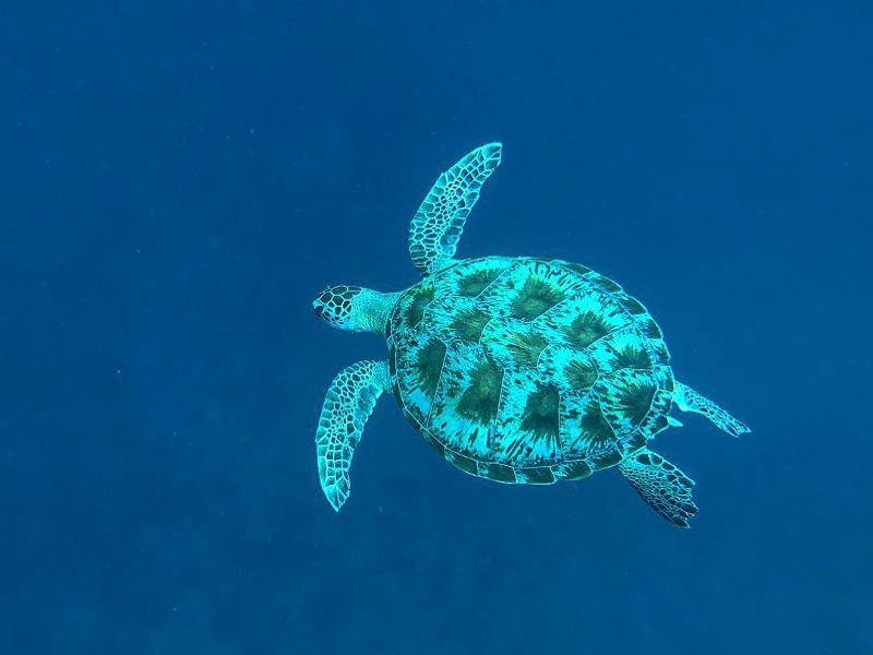 snorkelling with turtles