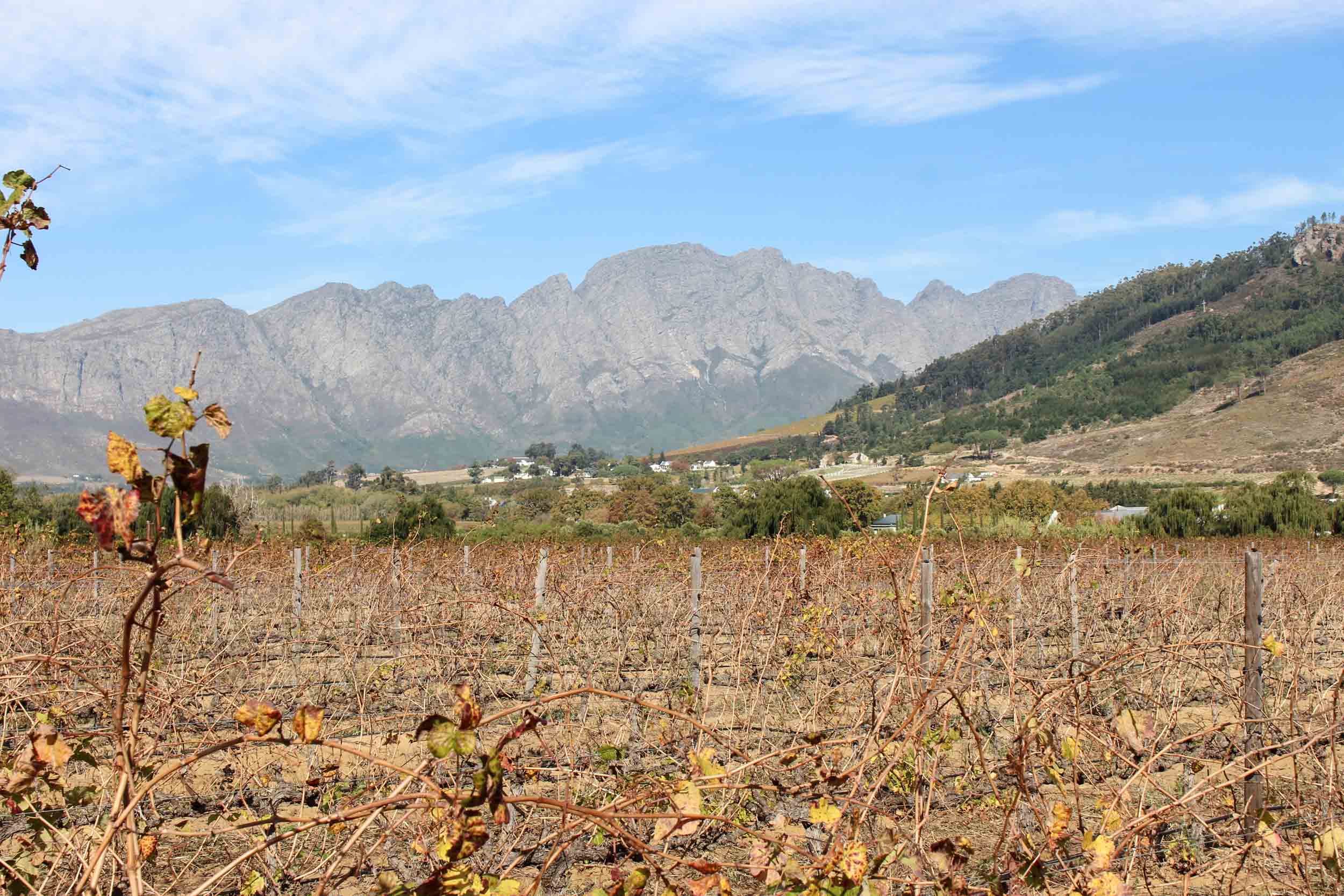 The Franschhoek Wine Tram