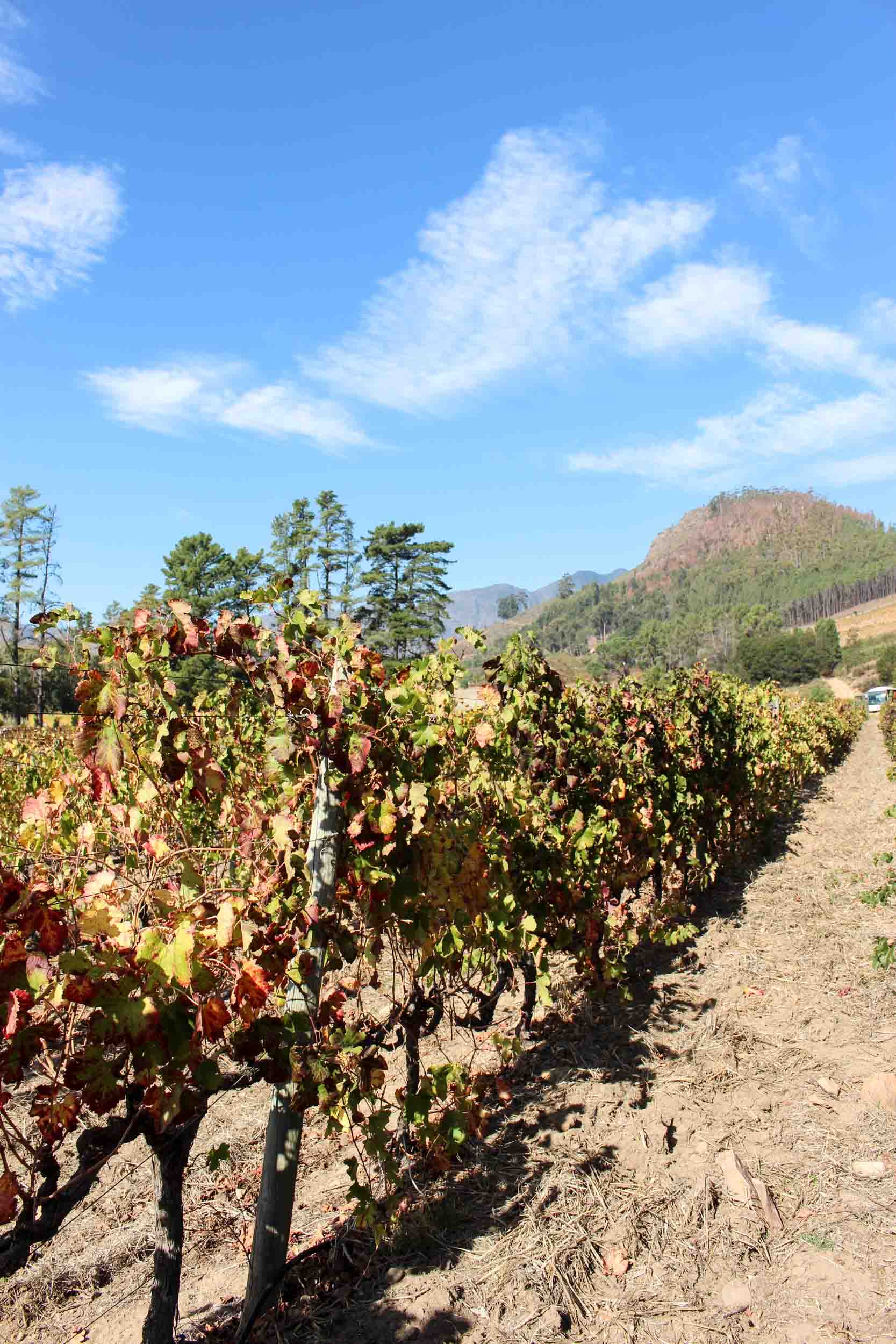 The Franschhoek Wine Tram