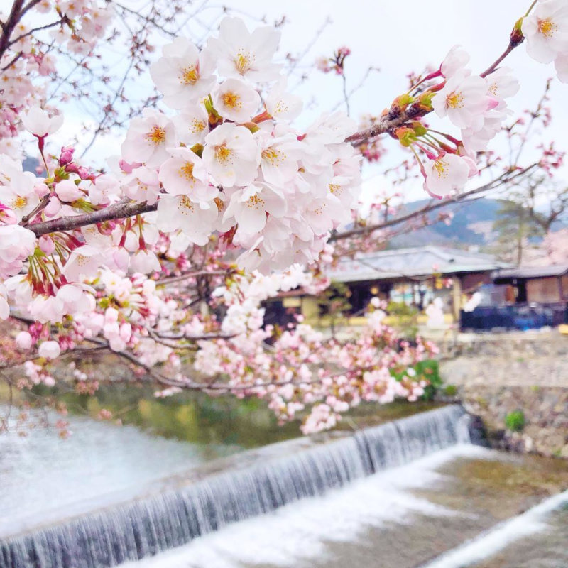 Cherry blossoms Japan