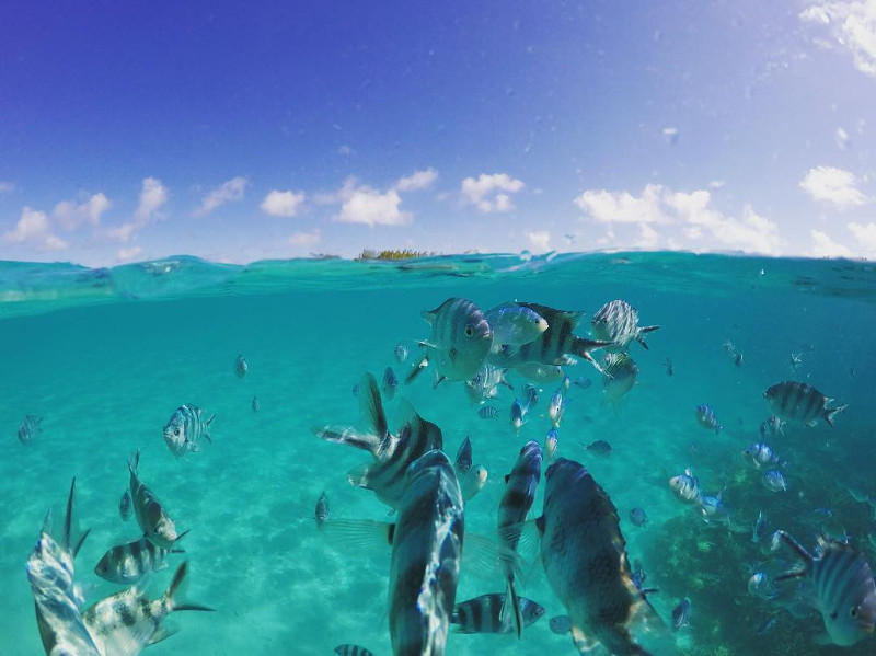 mauritius-snorkelling