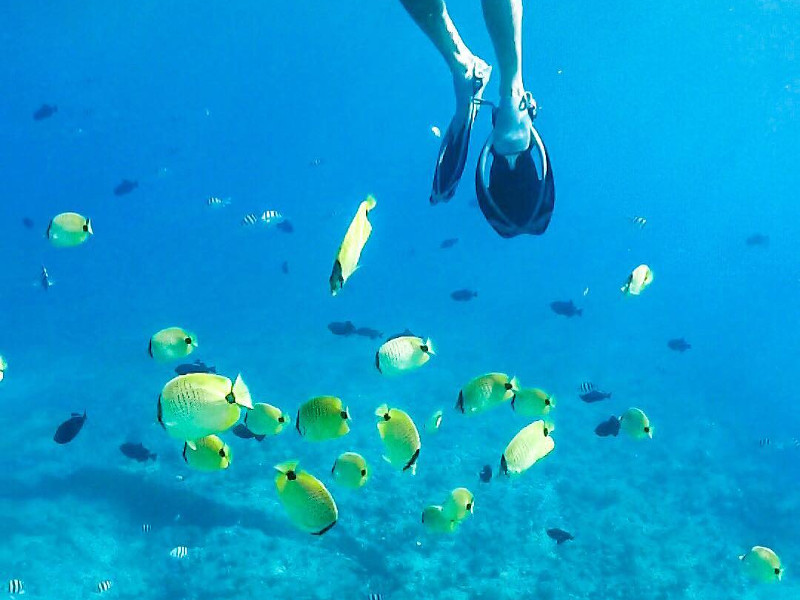 mauritius-snorkelling