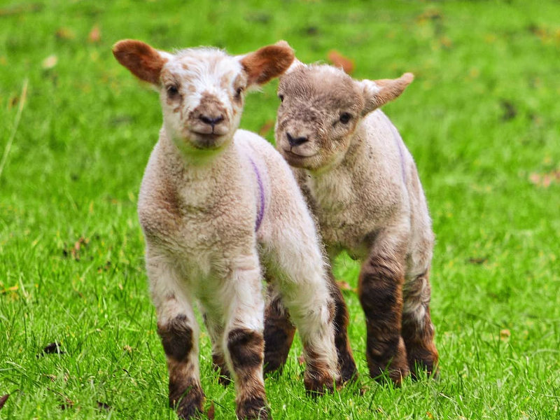visit-ireland-sheep