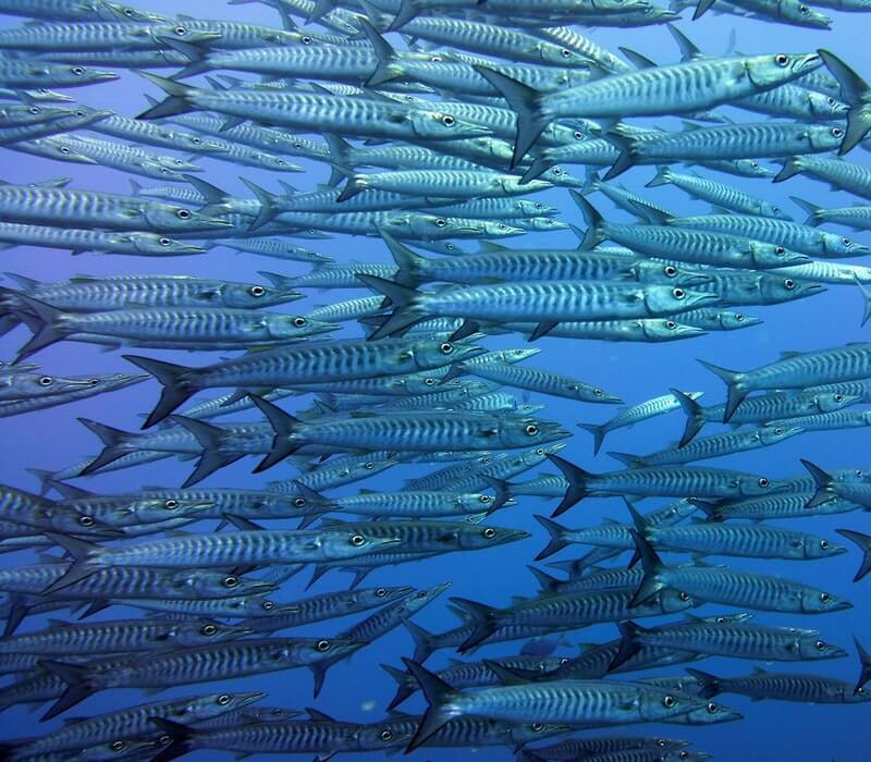 chevron-barracuda-thailand