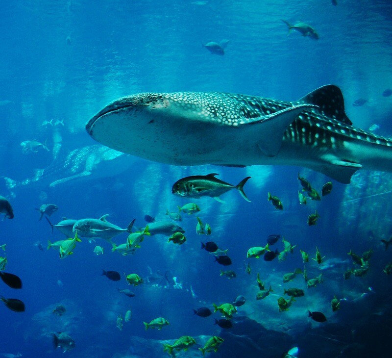 diving-with-whale-sharks-thailand