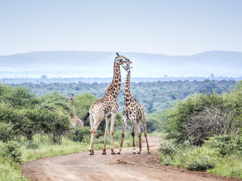 Giraffe in Kruger National Park Things to do in Nelspruit