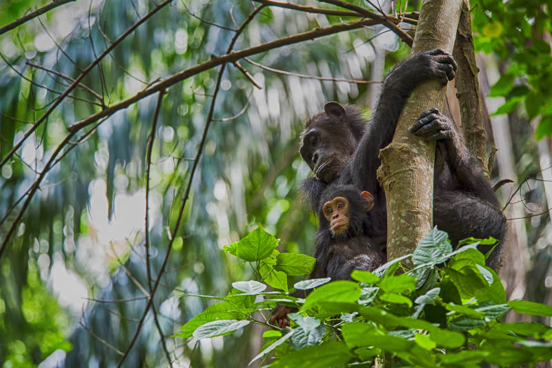 Jane Goodall Chimpanzee Sanctuary Things to do in Nelspruit