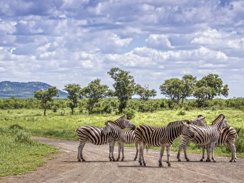 Plains zebra in Kruger National park, South Africa