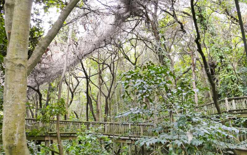 Lowveld National Botanical Garden, Nelspruit, Mpumalanga, South Africa