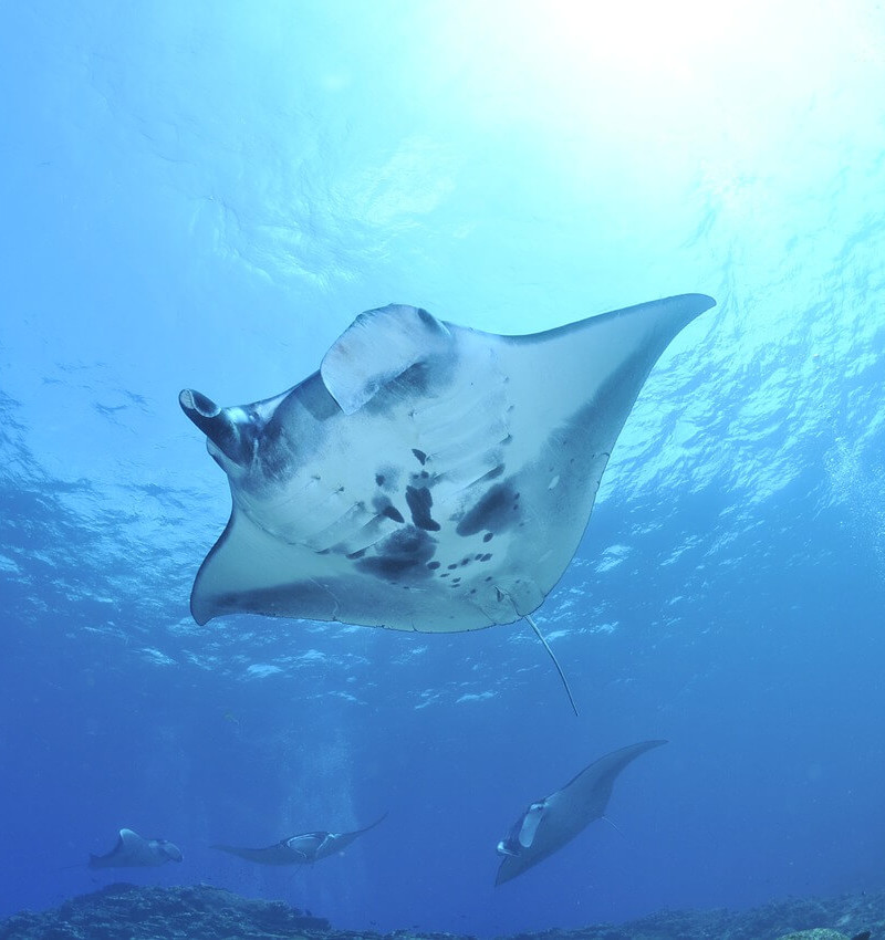 manta-ray-thailand