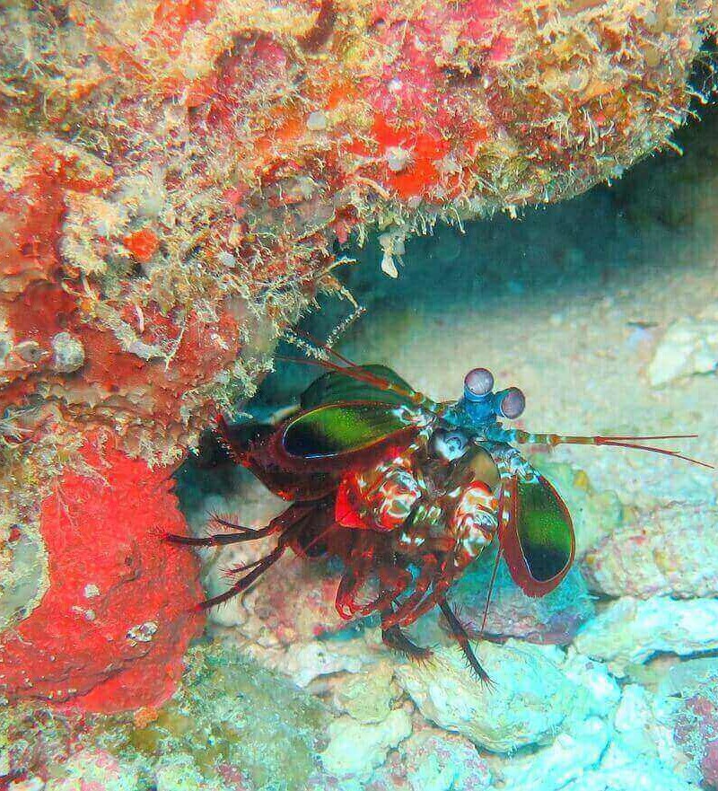 mantis-shrimp