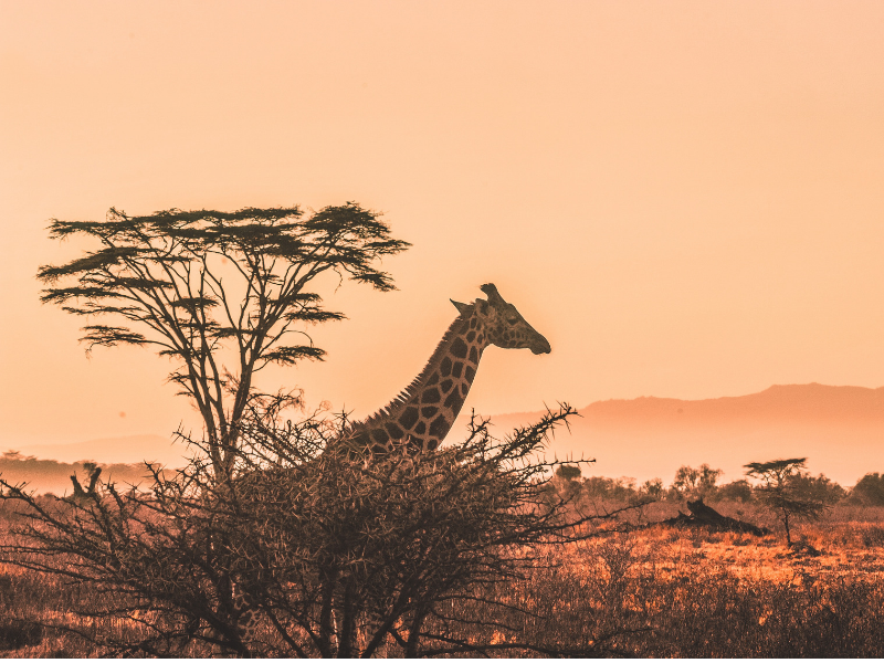 safari accommodation