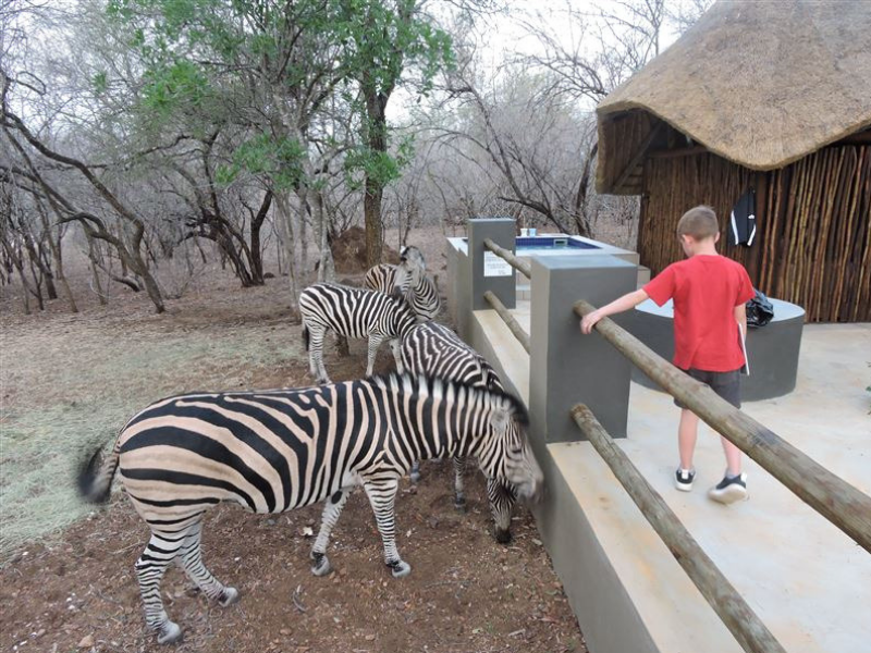 safari accommodation