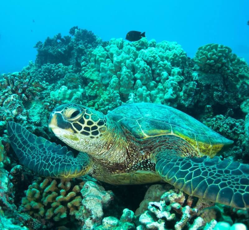 sea-turtles-in-thailand