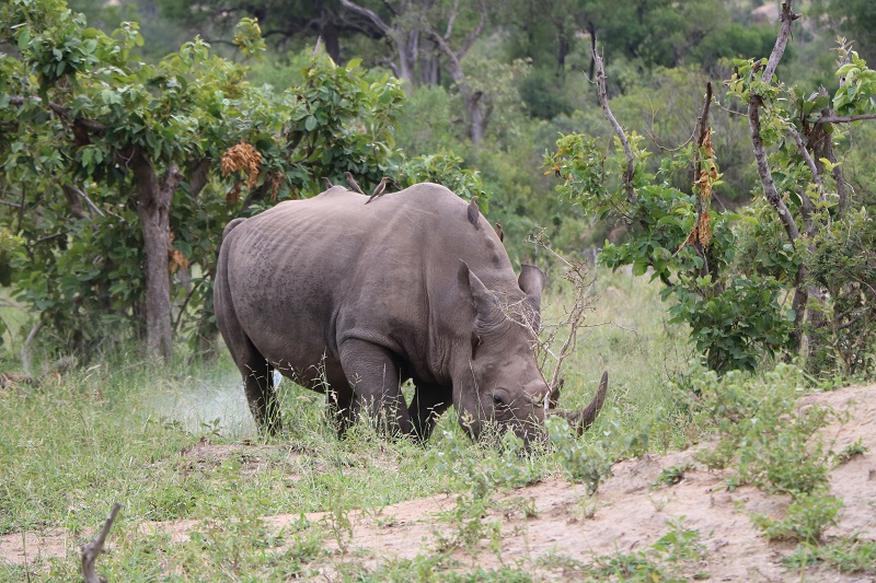 Rhino at The Kruger National Park