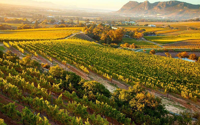 Top wine safaris in Cape Town