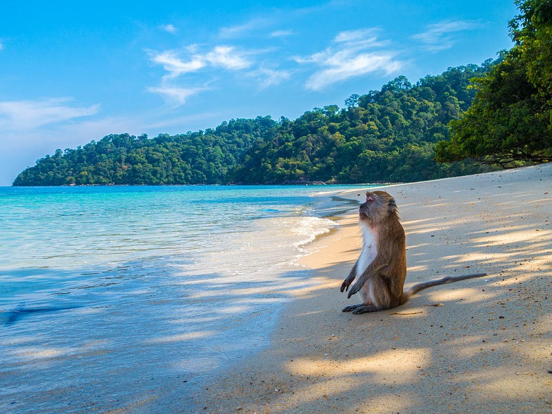 Resident monkeys on Thailand Beaches