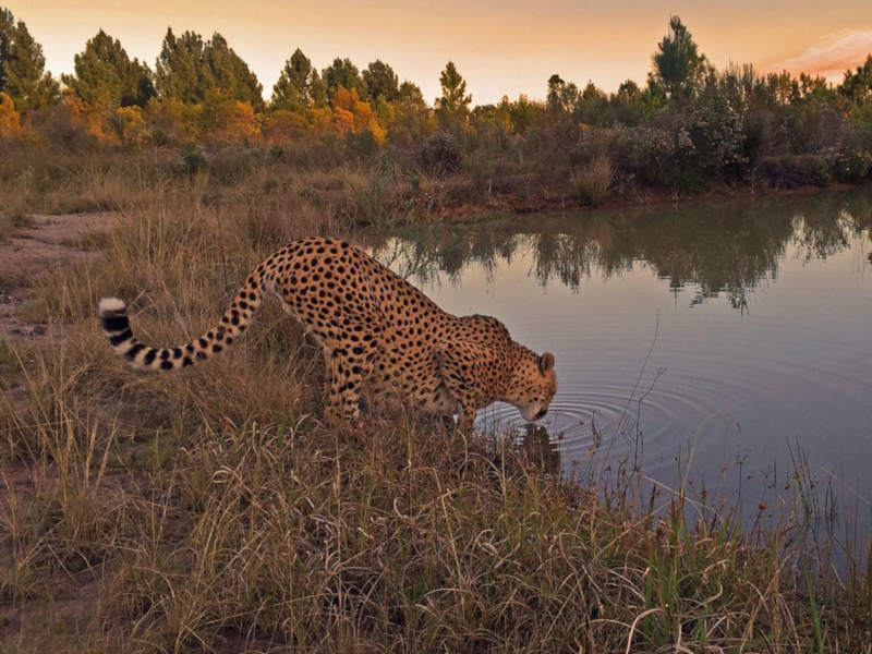 Cheetah at a lake Tenikwa Wildlife Awareness Centre Garden Route
