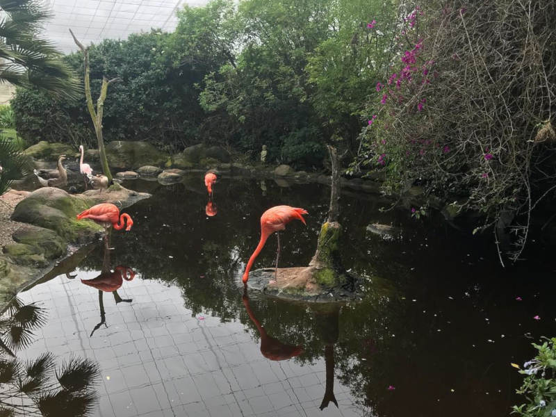 flamingoes at birds of eden explore garden route