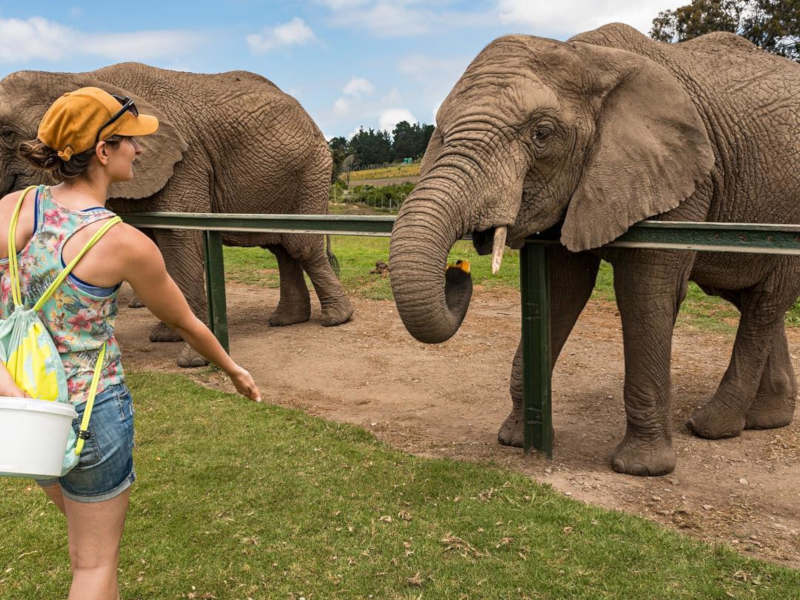 Interacting with elephants at Knysna Elephant Park Explore Garden Route