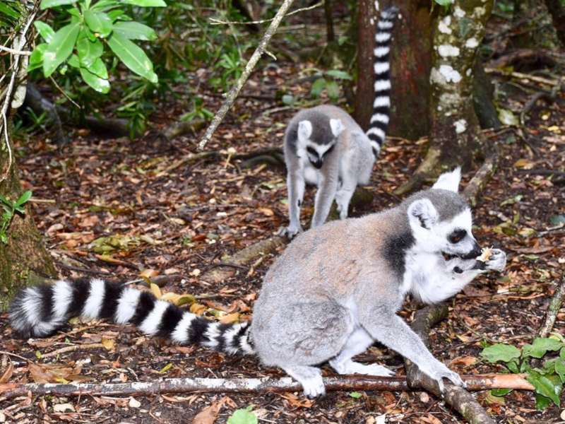 lemurs at monekyland explore garden route