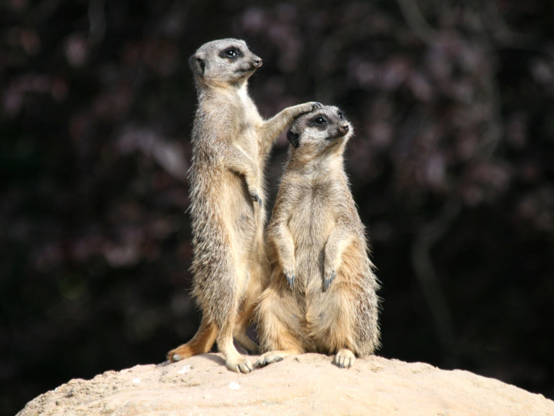 Meerkats Magic Explore Garden Route