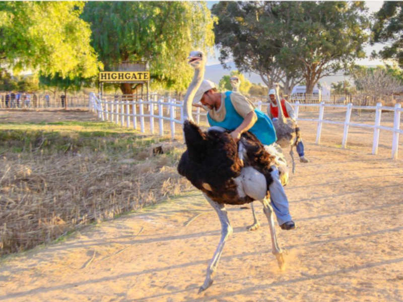 Ostrich Farm Tours Highgate Explore Garden Route