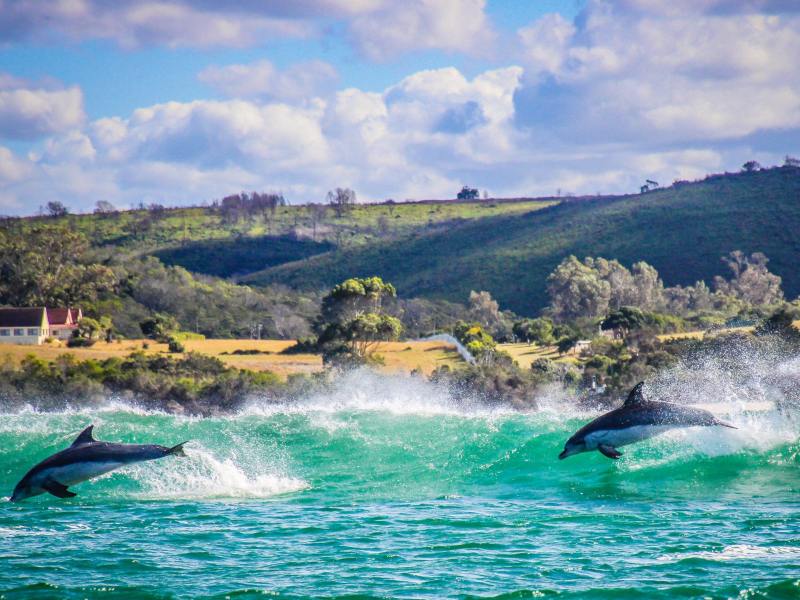 see-dolphins with ocean blue adventures explore garden route
