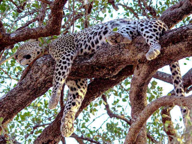 Sleeping Leopard Garden Route Game Lodge