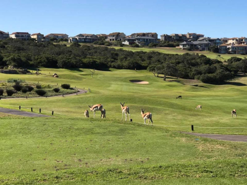 Springbok at Mossel Bay Golf Club Explore Garden Route