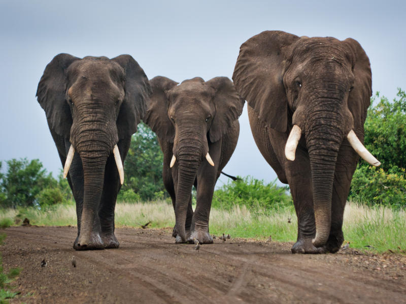 Elephants at Kwantu Private Game Reserve