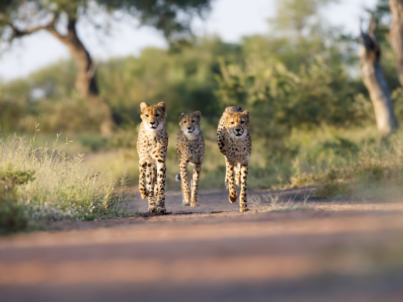 Trio of cheetahs at Kwande Private Game Reserve