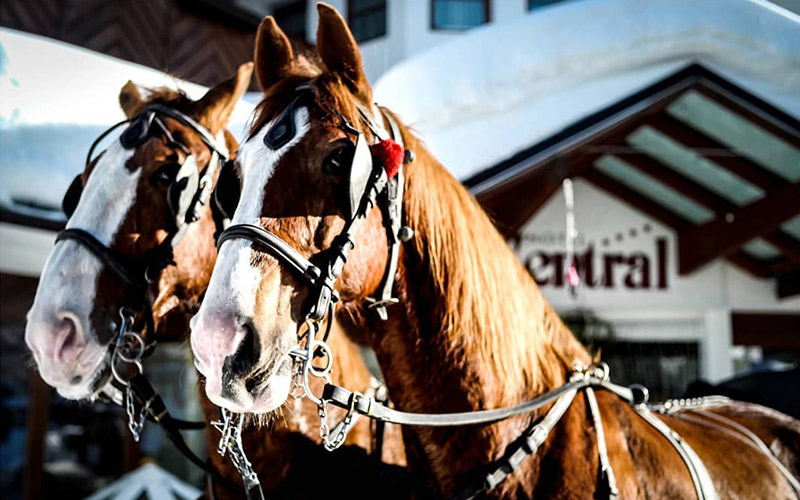 Horse Sleigh Ride