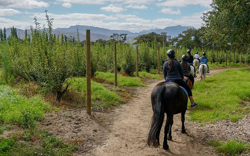 Franchhoek-Horse-Riding