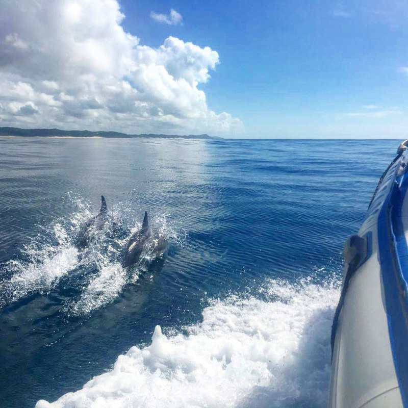 Dolphin spotting in Mozambique