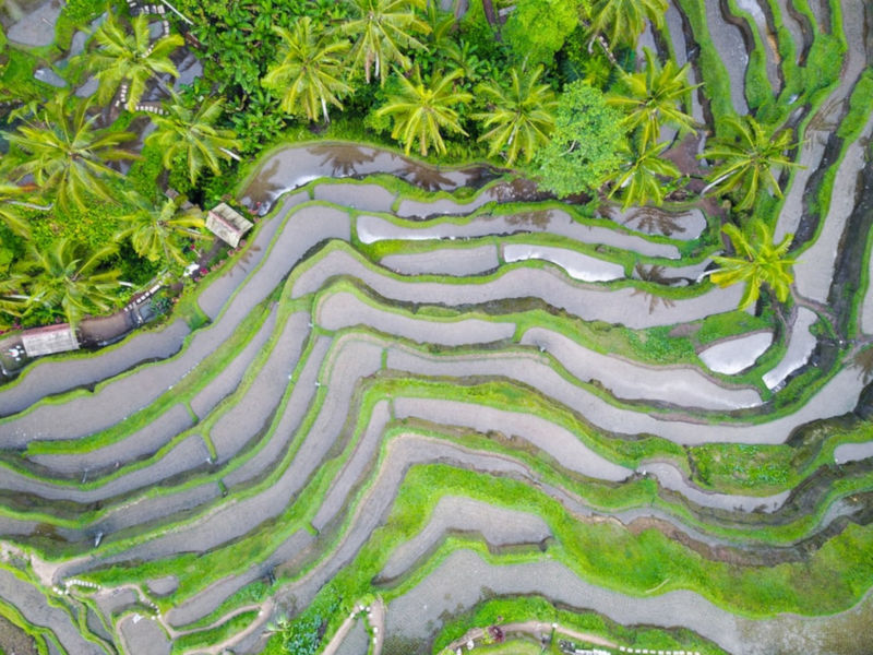 Rice terraces in Bali