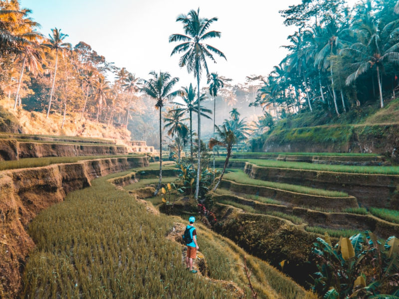 Tegallang rice fields in Bali