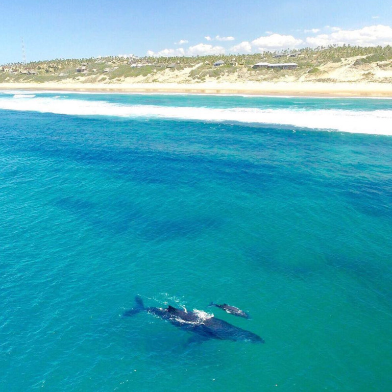 Whale watching off Mozambique