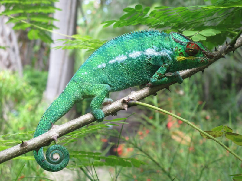 chameleon reunion island