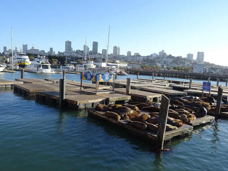 PIER 39 at the Fisherman's Wharf