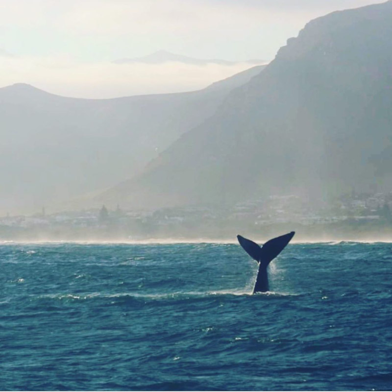 whale sighting from hermanus