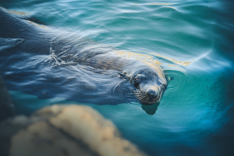 a beautiful seal in the water scuba diving cape town