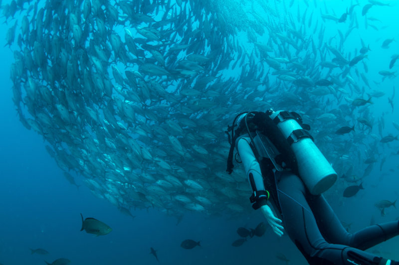 a countless numbers of fish diving cape town